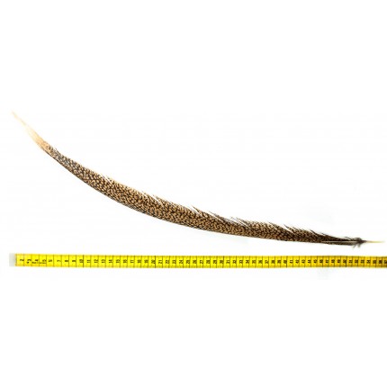 Bażancie pióro naturalne złociste 60cm